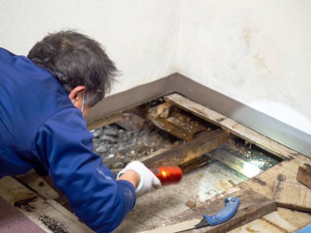 Best Residential Mold Remediation in Shamrock, TX