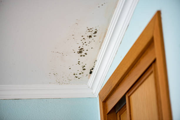 Best Emergency Mold Remediation in Shamrock, TX
