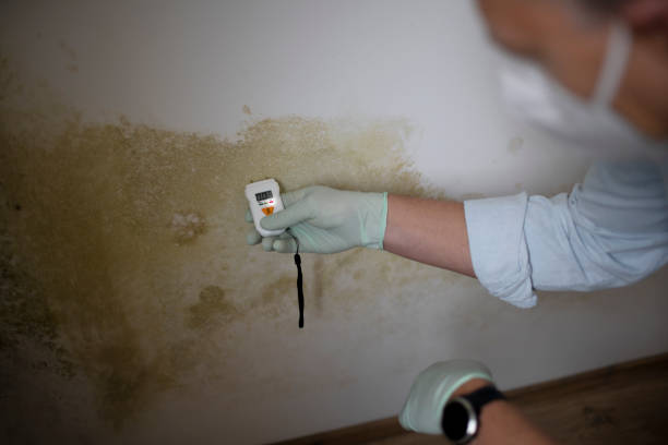 Best White Mold Remediation in Shamrock, TX
