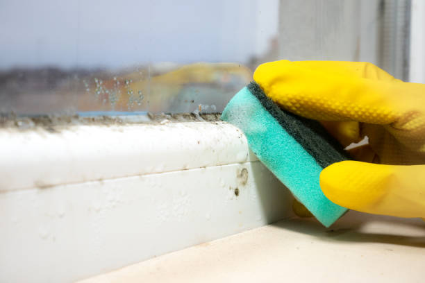 Best Mold Remediation for Schools in Shamrock, TX
