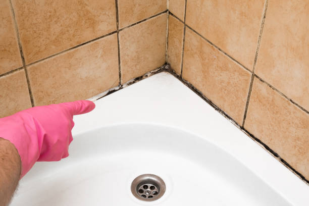Best Mold Remediation for Specific Building Types in Shamrock, TX